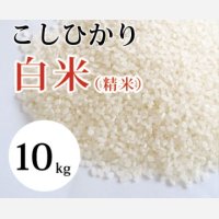 大山町産こしひかり【大山の一粒】(白米） 10kg （令和6年 大山町産）