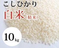 大山町産こしひかり【大山の一粒】(白米） 10kg （令和6年 大山町産）