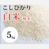 大山町産こしひかり【大山の一粒】(白米） 5kg （令和6年 大山町産）