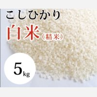 大山町産こしひかり【大山の一粒】(白米） 5kg （令和6年 大山町産）