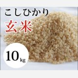 大山町産こしひかり【大山の一粒】(玄米） 10kg （令和6年 大山町産）