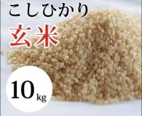 大山町産こしひかり【大山の一粒】(玄米） 10kg （令和6年 大山町産）